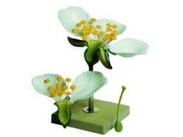 Bloemmodellen