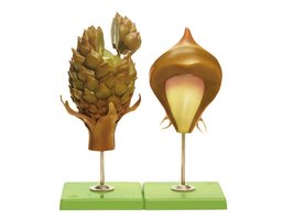 Den, vrouwelijke bloeiwijze