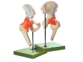 Functiemodel van heupgewricht