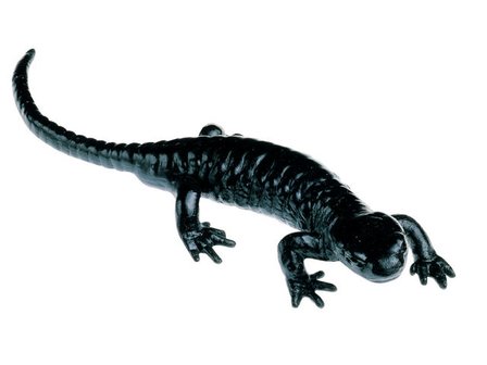 Alpensalamander 