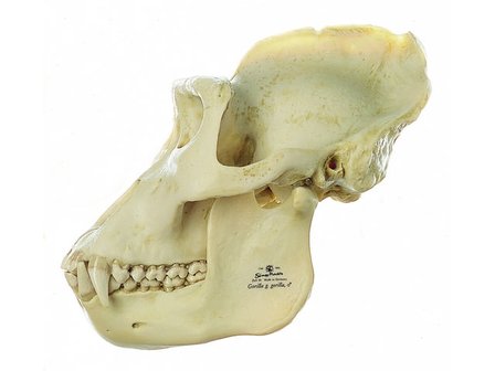 Gorilla schedel, mannetje