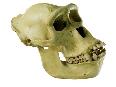 Gorilla-schedel, vrouwtje