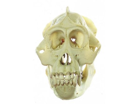 Orang-oetan schedel, vrouwtje