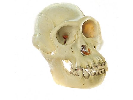 Chimpansee schedel, mannetje