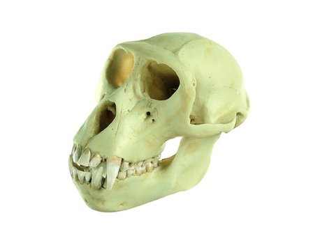 Baviaan schedel, mannetje