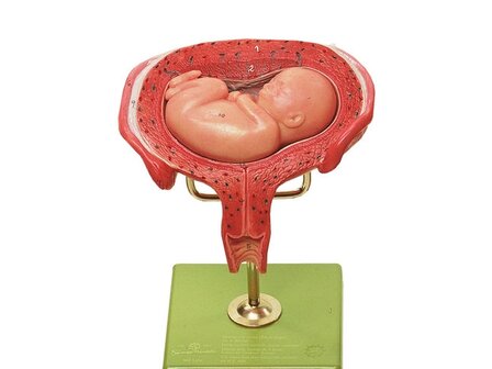 Baarmoeder met foetus, maand 5