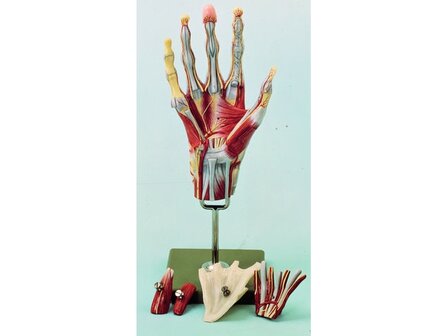 Spiermodel hand