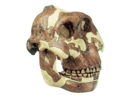 Paranthropus boisei schedel 
