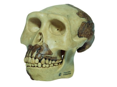 Homo erectus schedel