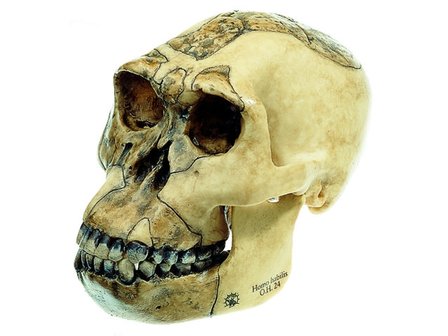 Homo Habilis schedel