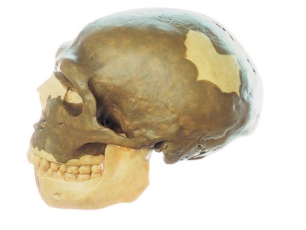 Homo Neanderthalensis schedel 