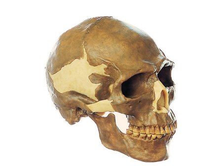 Homo sapiens schedel 