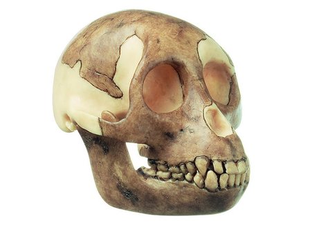 Proconsul africanus schedel 