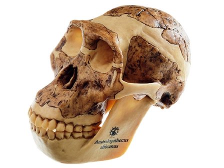 Australopithecus africanus schedel 