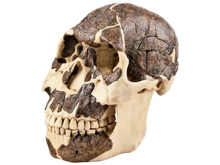 Schedel Rudolfensis 