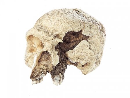 Homo sapiens Steinheimensis schedel 