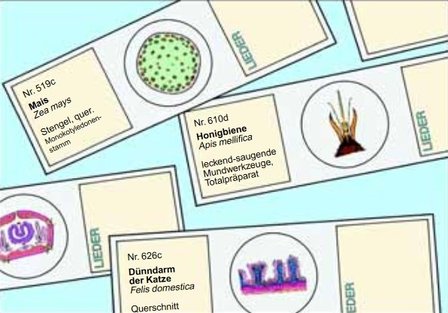 Kerstroos, blad met duidelijke structuur