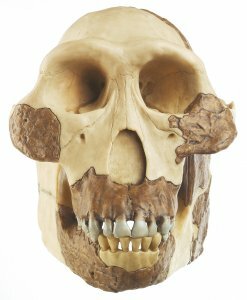 Schedel Australopithecus afarensis
