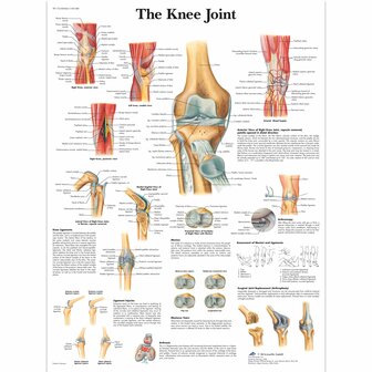 Kaart anatomie knie