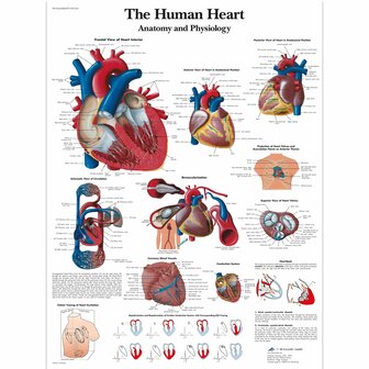 Het menselijk hart