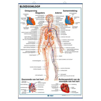 Wandkaart bloedsomloop en ademhaling