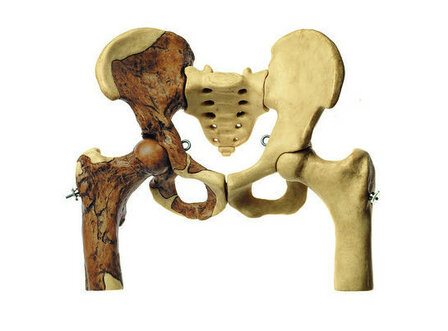Bekkenreconstructie van Australopithecus africanus
