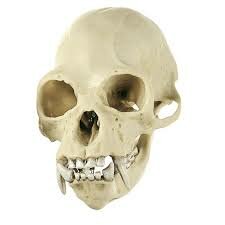 Gibbon schedel