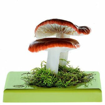 Grootsporige braakrussula 