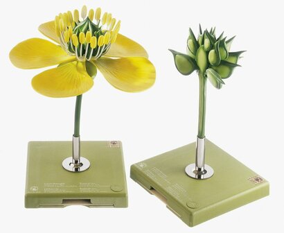 Boterbloem, bloem en vrucht