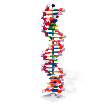 DNA dubbele helix-model, 22 lagen