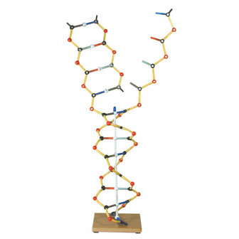 DNA-RNA dubbele helix