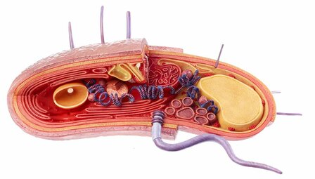 Reconstructie van een bacteri&euml;le cel (grampositief)