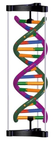 DNA-bouwset met dubbele Helix