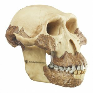 Schedel Australopithecus afarensis