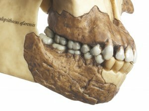 Schedel Australopithecus afarensis