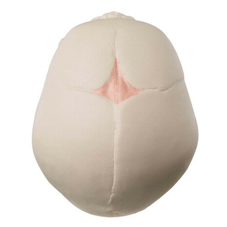 Schedel van een foetus