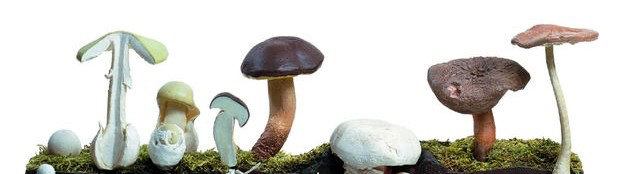 Paddenstoelen