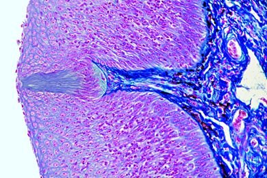 Histologie-van-de-dieren