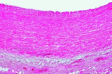 Histologie-van-de-mens