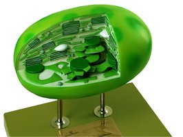 Chloroplast 