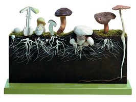 Ontwikkeling hoedpaddenstoelen