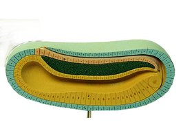 Lancetvisje, jonge larve 