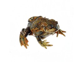 Gewone pad, vrouwtje