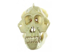 Orang-oetan schedel, mannetje