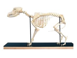 Skelet hond