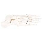 Voetskelet links of rechts