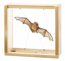 Gewone dwergvleermuis