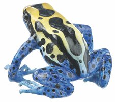 Schilderskikker, vrouwtje