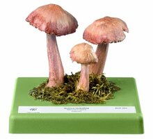 Gewoon elfenschermpje 