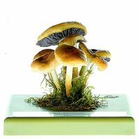 Rokerige grijsbladige zwavel